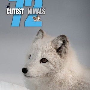 72 Cutest Animals - Rotten Tomatoes