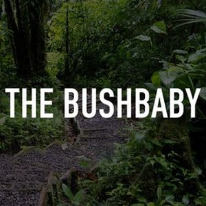 The Bushbaby photo 4