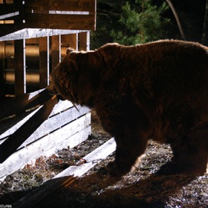 A scene from the film "Grizzly Park." photo 18