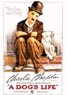 A Dog's Life poster image