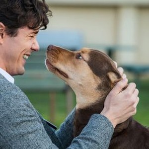 A dog's way home premiere hotsell