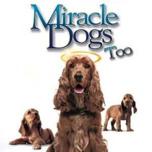 Miracle Dogs Too photo 8