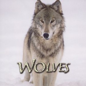 Wolves photo 14