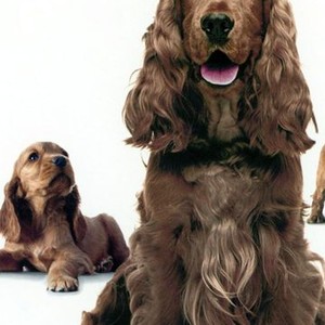 Miracle Dogs Too photo 2