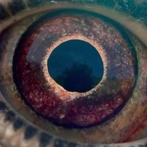Voyage of Time: Life's Journey (2016)