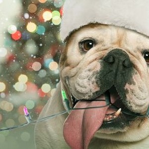 A Bulldog for Christmas photo 4