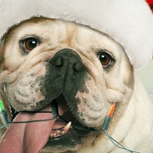 A Bulldog for Christmas (2013) photo 10