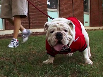 Dogs 101 Season 1 Episode 7 Rotten Tomatoes