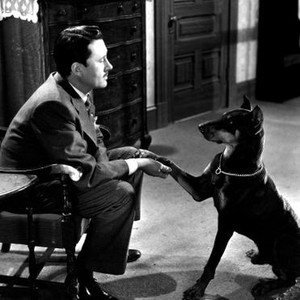 IT SHOULDN'T HAPPEN TO A DOG, Allyn Joslyn, 1946, (c) 20th Century Fox, TM & Copyright