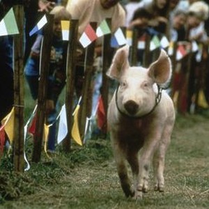Rudy, the Racing Pig (1994) photo 4