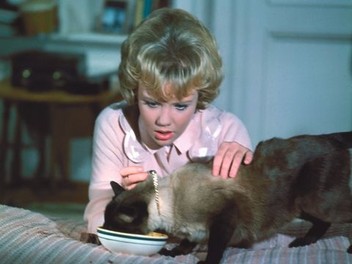 Watch that darn cat online free shop