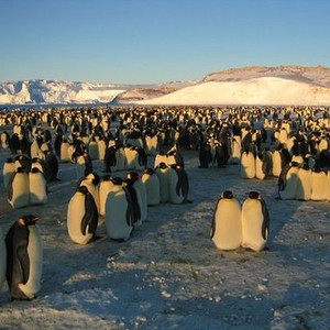 March of the Penguins photo 8