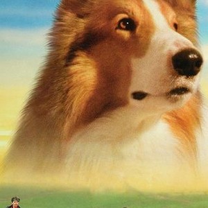 Lassie photo 11