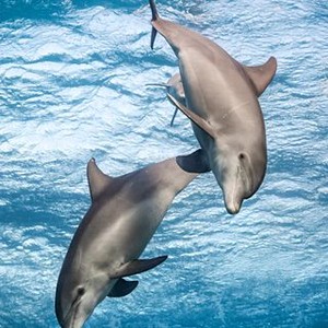 Disneynature: Dolphin Reef - Rotten Tomatoes