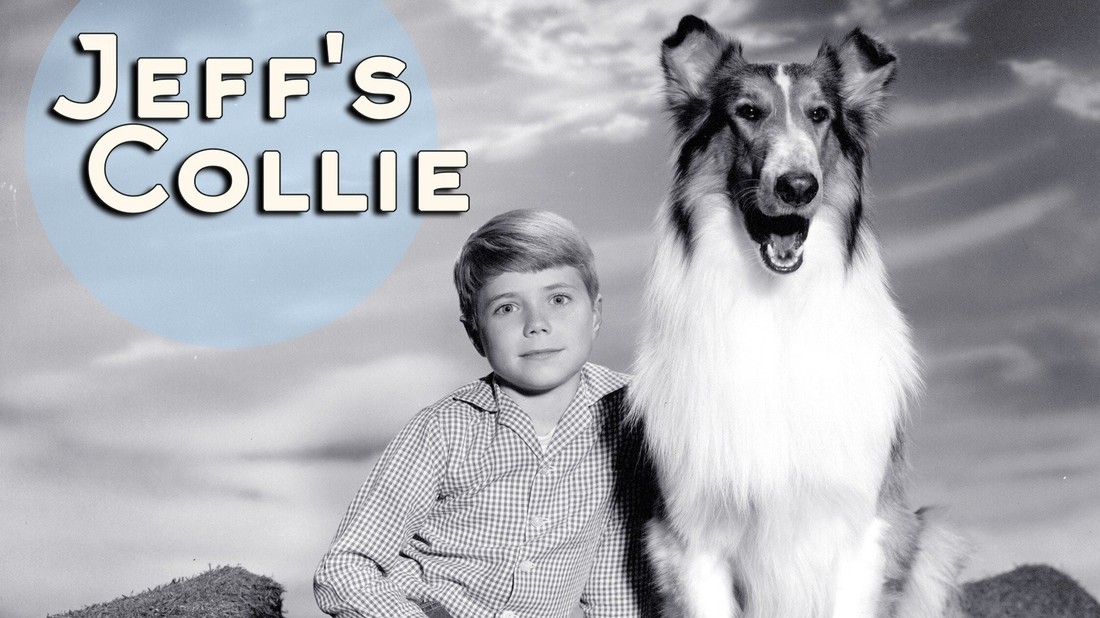 Jeff s Collie Rotten Tomatoes