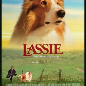 Lassie the movie's favorite dog rough collie in back yard 8x10 inch photo -  The Movie Store