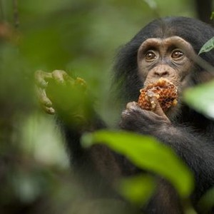 Chimpanzee photo 20