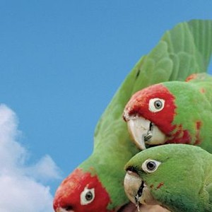 The Wild Parrots of Telegraph Hill photo 9
