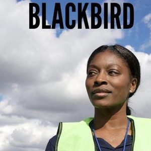 Blackbird photo 7