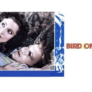 Bird of Paradise photo 6