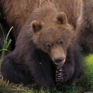 Great Bear Rainforest: Land of the Spirit Bear - Rotten Tomatoes