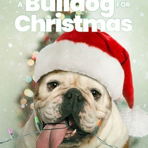 A Bulldog for Christmas (2013) photo 5