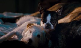 Movie For Dogs (Hotel for Dogs)