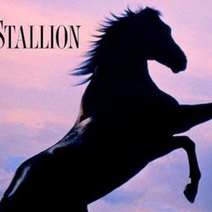 The Black Stallion - Rotten Tomatoes