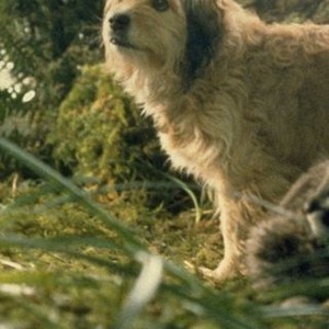 Benji the Hunted (1987)