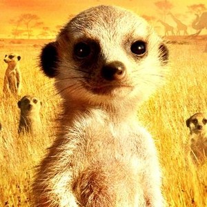 The Meerkats photo 12