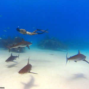 A scene from the film "Sharkwater."