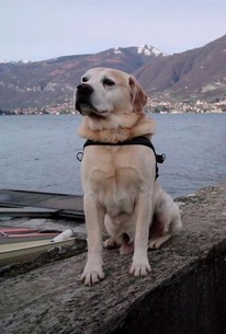 Dogs Season 1 Episode 3 Rotten Tomatoes
