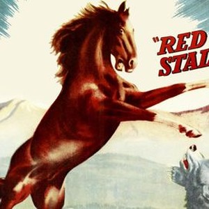 The Stallion - Rotten Tomatoes