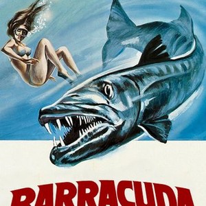 Barracuda photo 6