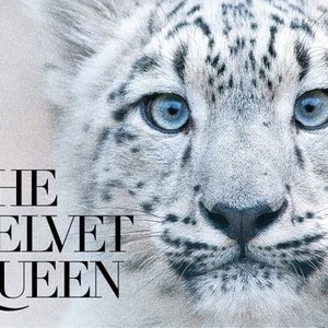 "The Velvet Queen photo 2"