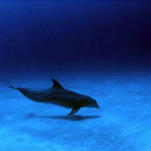 This Atlantic spotted dolphin may be using echolocation to search for food hidden beneath the white sand. Dolphins are the only ocean animal with this special sense. photo 13