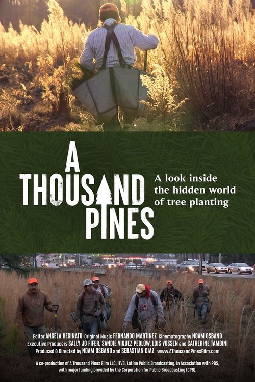 A Thousand Pines poster