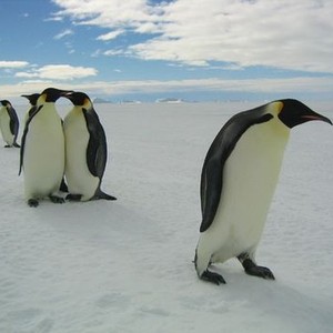March of the Penguins photo 10