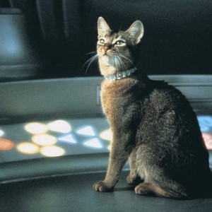 The Cat From Outer Space (1978) photo 10