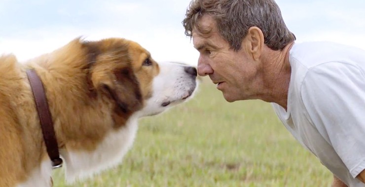 A Dog's Purpose