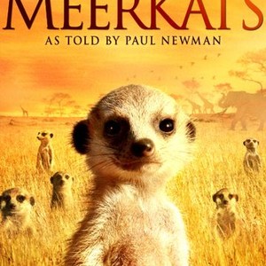 The Meerkats photo 2