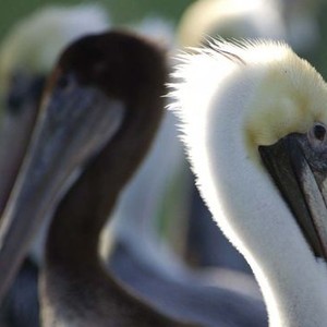 Pelican Dreams photo 15