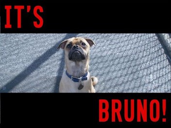 Bruno puggle on sale