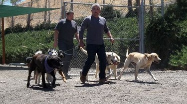 Cesar 911 Season 1 Episode 4 Rotten Tomatoes