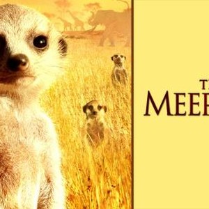 The Meerkats photo 5
