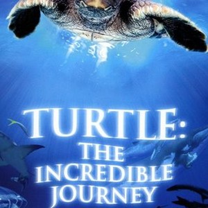 turtle the incredible journey netflix