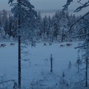 "A Reindeer&#39;s Journey photo 5"