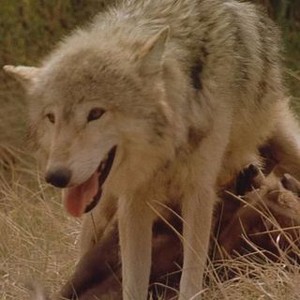 Wolves (1999) photo 6