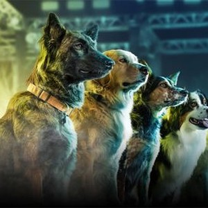 Top dog - Rotten Tomatoes