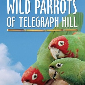 The Wild Parrots of Telegraph Hill photo 12